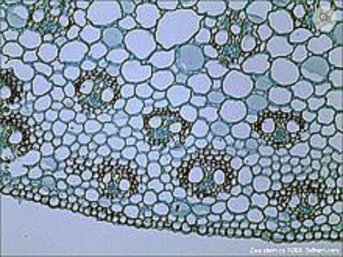 Bright-Field Microscopy - Microtechnics Granite Bay Sacramento California